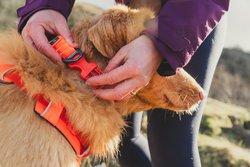 Front Range Collar - Orange - Image 4