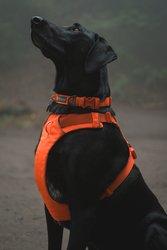 Front Range Collar - Orange - Image 5