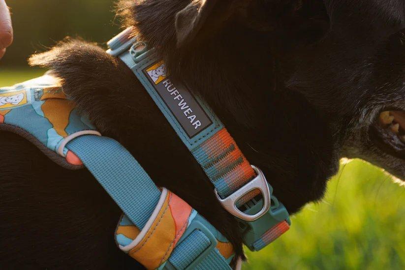 Front Range Collar - Green - Image 2