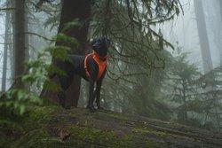 Ruffwear Front Range Harness - Orange - Image 7