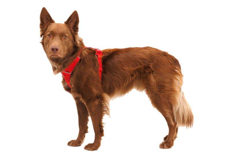 Front Range Harness - Red - Image 2