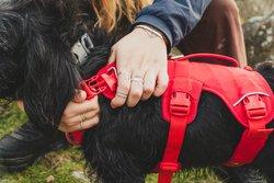 Web Master Harness - Red - Image 6
